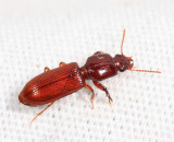 Slender Seedcorn Beetle - Clivina impressefrons