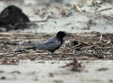 Black Tern - Chlidonias niger