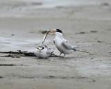 Least Terns - Sternula antillarum (mating)