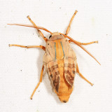 8203 - Banded Tussock Moth - Halysidota tessellaris (newly emerged)