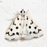 4794 - Spotted Peppergrass Moth - Eustixia pupula