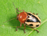 Cryptocephalus insertus