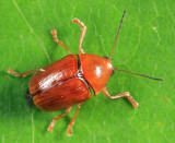 Cryptocephalus venustus