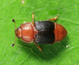 Sap-feeding Beetles - Nitidulidae