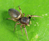 Tutelina elegans