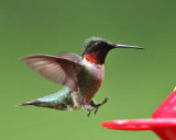 Ruby-throated Hummingbird - Archilochus colubris