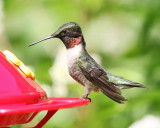 Ruby-throated Hummingbird - Archilochus colubris