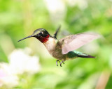 Ruby-throated Hummingbird - Archilochus colubris