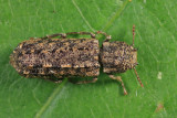 Lichenophanes bicornis