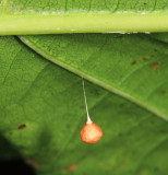 Theridiosoma gemmosum (egg sac)