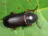 Neatus tenebrioides