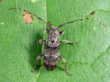 Ecyrus dasycerus