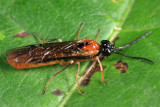 Hemitaxonus dubitatus