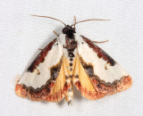 9299 - Pearly Wood-Nymph - Eudryas unio
