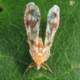 Anotia westwoodii