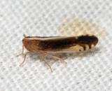 Stenocranus lautus