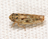 Painted Leafhopper - Endria inimica
