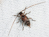 Sternidius alpha