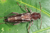 Arrowhead Borer - Xylotrechus sagittatus