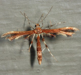  6092  Himmelmans Plume Moth  Geina tenuidactyla