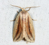 9818 - Feeble Grass Moth - Amolita fessa