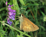 Broad-winged Skipper - Poanes viator
