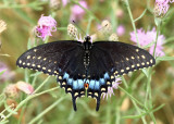 Black swallowtail - Papilio polyxenes (female)