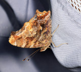 Eastern Comma - Polygonia comma (on Steve Moores shirt)