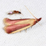 6053 - Carmine Snout Moth - Peoria approximella