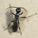 Priocnemis sp.