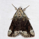 8876 -  Little Underwing - Catocala micronympha