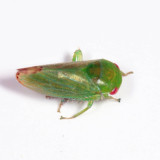 Leafhoppers genus Stragania