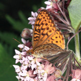 Atlantis Fritillary - Speyeria atlantis