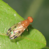 Homoneura sp.