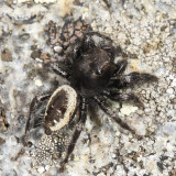 Phidippus purpuratus