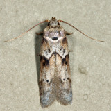 1162 - Acorn Moth - Blastobasis glandulella