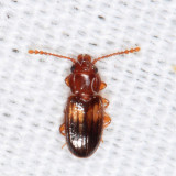 Laemophloeus fasciatus