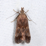 2299 - Dichomeris leuconotella