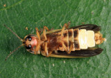 Pyractomena sp.