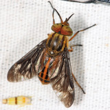 Chrysops aberrans