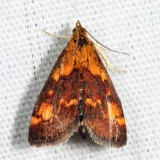 5058 – Orange Mint Moth – Pyrausta orphisalis