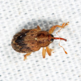 Lignyodes bischoffi