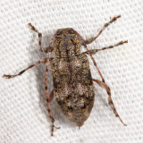 Astylopsis collaris