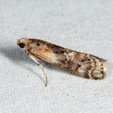 5745 - Glyptocera consobrinella