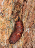 8318 - Gypsy Moth cocoon - Lymantria dispar