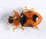 Snow Lady Beetle - Coccidula lepida