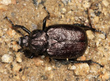 Osmoderma scabra