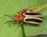 Zonitis bilineata