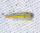 Alebra sp.