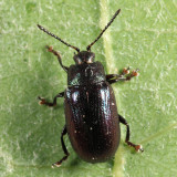 Aspen Skeletonizer - Phratora purpurea